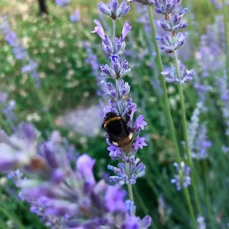 Your Cosy Getaway Halfway Between And Forest Lejlighed