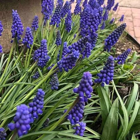 Your Cosy Getaway Halfway Between And Forest Lejlighed