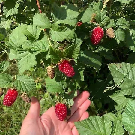 Lejlighed Your Cosy Getaway Halfway Between And Forest