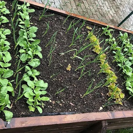 Your Cosy Getaway Halfway Between And Forest * Vonyarcvashegy