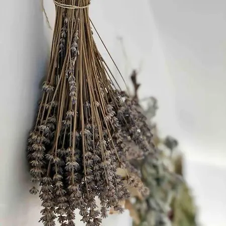 Lejlighed Your Cosy Getaway Halfway Between And Forest