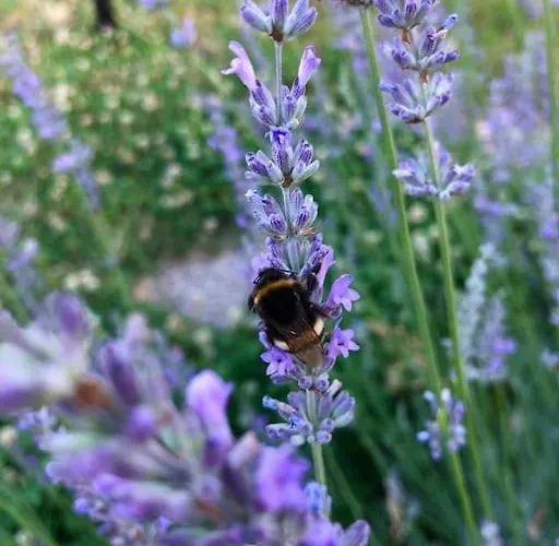 Your Cosy Getaway Halfway Between And Forest דירה