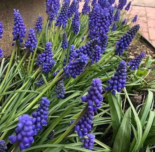 Your Cosy Getaway Halfway Between And Forest דירה