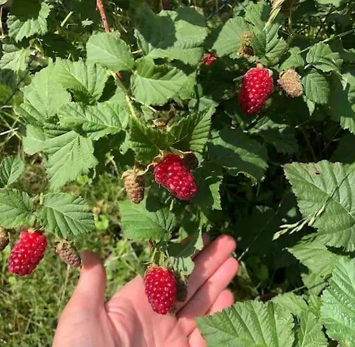 דירה Your Cosy Getaway Halfway Between And Forest