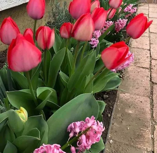 דירה Your Cosy Getaway Halfway Between And Forest